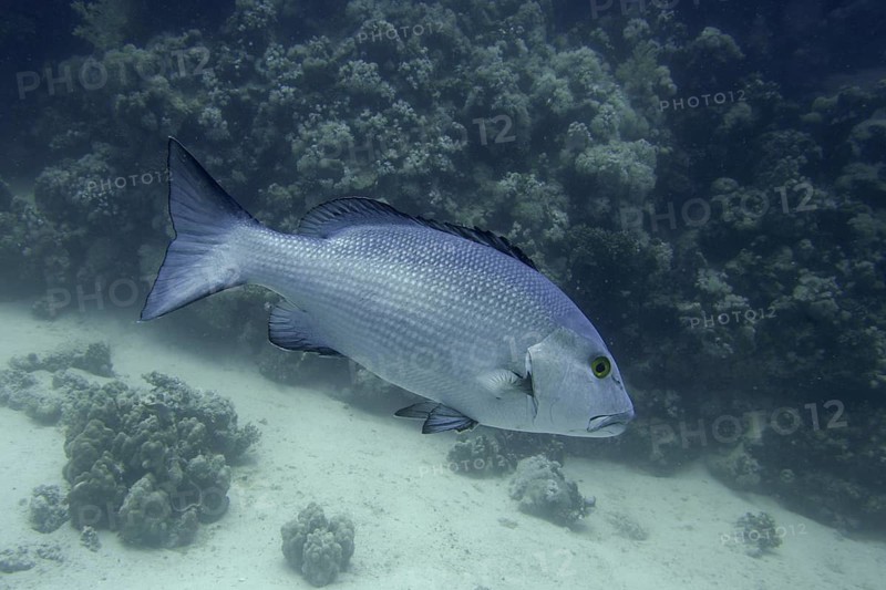 Double-spotted snapper (Lutjanus bohar)