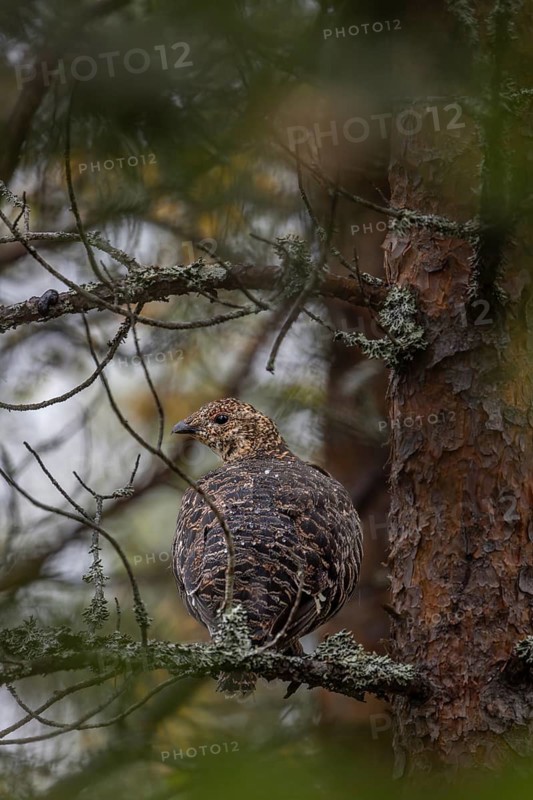 The capercaillie (Tetrao urogallus) seeks shelter from rain and predators in a dense coniferous forest, on the trunk of a pine tree, secretly, camouflage, September, Sweden