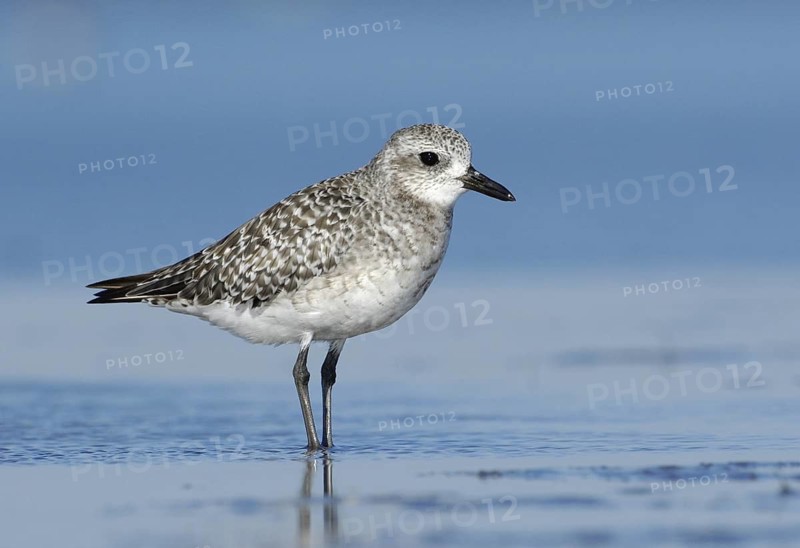 Grey Plover (Pluvialis squatarola), Texas, USA
