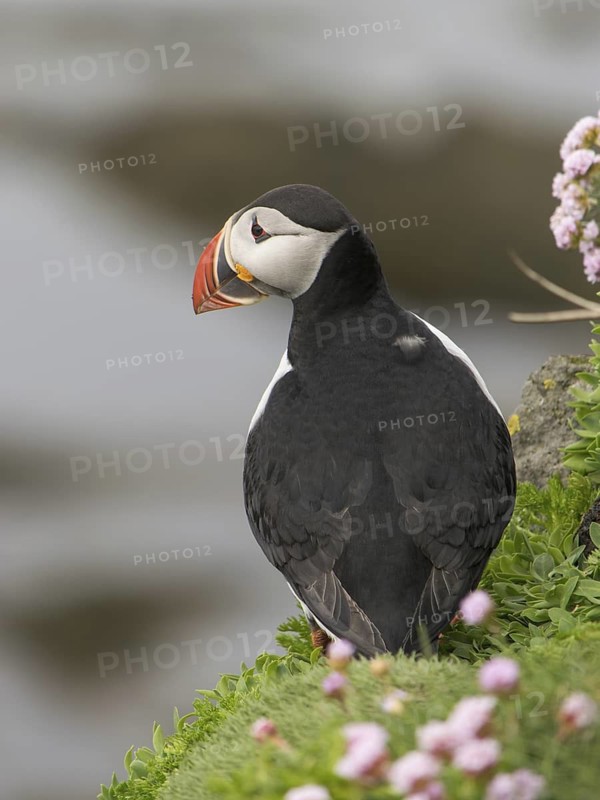 Atlantic Puffin (Fratercula arctica), Látrabjarg, Iceland