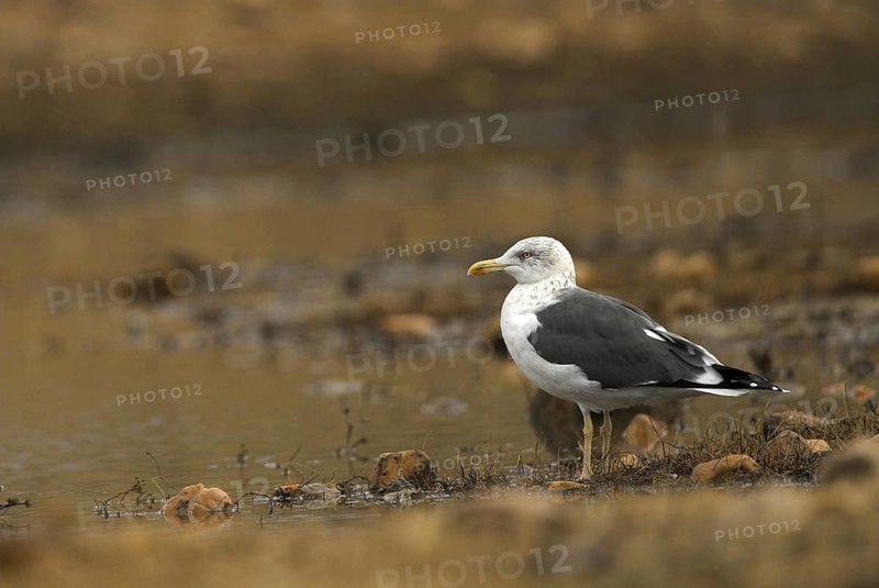 Lesser Black-backed Gull (Larus fuscus), Madrid, Spain