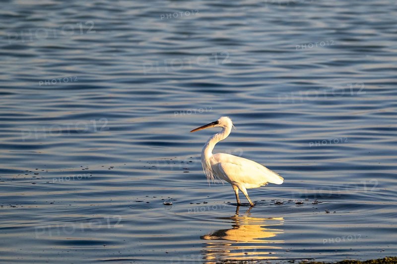 Great White Egret (Ardea alba) foraging in the water, Oman