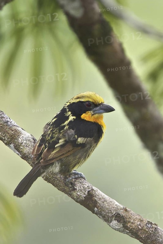 Gilded Barbet (Capito auratus), Ecuador