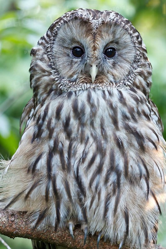 Ural Owl (Strix uralensis), Bavaria, Germany