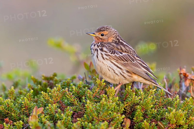 Rotkehlpieper, Red-throated Pipit, Anthus cervinus, Pipit à gorge rousse, Bisbita Gorgirrojo