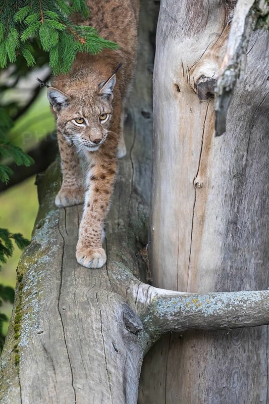 One Eurasian lynx, (Lynx lynx), walking on a fallen tree, frontal view