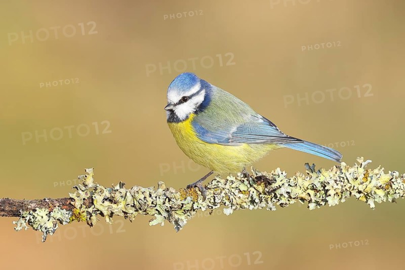 Blue tit (Parus caeruleus), sitting on a branch overgrown with moss and lichen, Wildlife, Animals, Birds, Tits, Siegerland, North Rhine-Westphalia, Germany