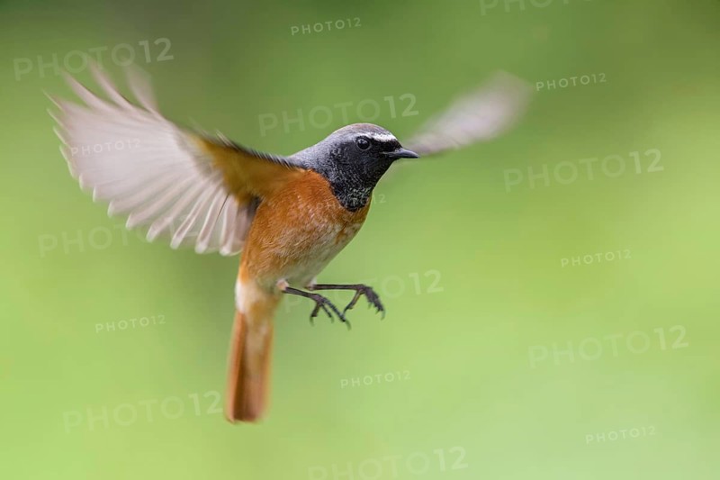 Common Redstart (Phoenicurus phoenicurus) male approaching, Poland