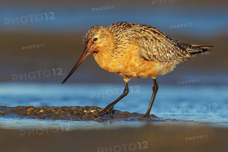 Bar-tailed Godwit (Limosa lapponica) feeding along a river in Nome, Alaska