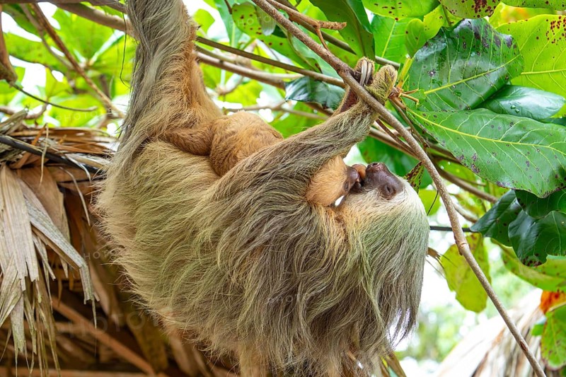 Daytime, two toed sloth (Choloepura hoffmanni) with baby two-toed sloths mother and baby touching tongues while hanging in an almond tree. Cahuita National Park, Limon, Costa Rica