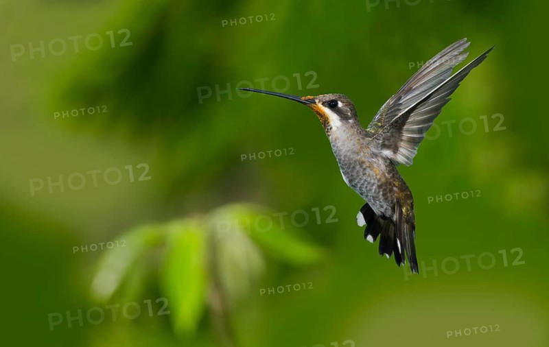 Plain-capped Starthroat Heliomaster constantii pinicola Puerto Vallart, Jalisco, Mexico 14 June Adult in flight with orange pollen on face. Trochilidae