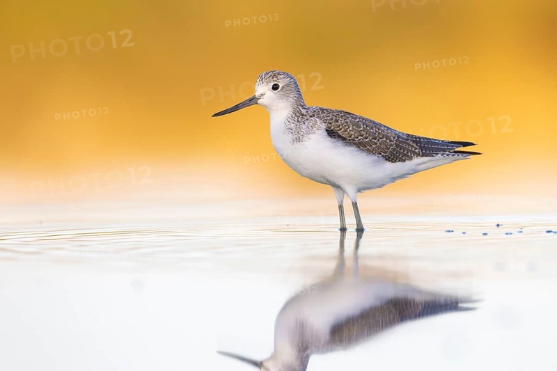 Common Greenshank (Tringa nebularia), Victoria, Australia