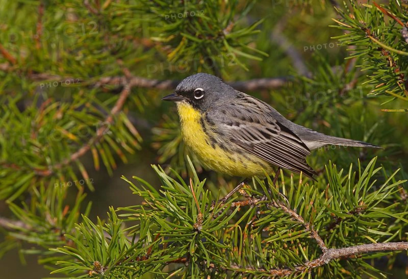 Kirtland's Warbler (Setophaga kirtlandii) male, Michigan, USA
