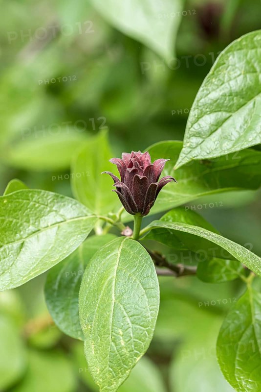 Spice bush (Calycanthus floridus)
