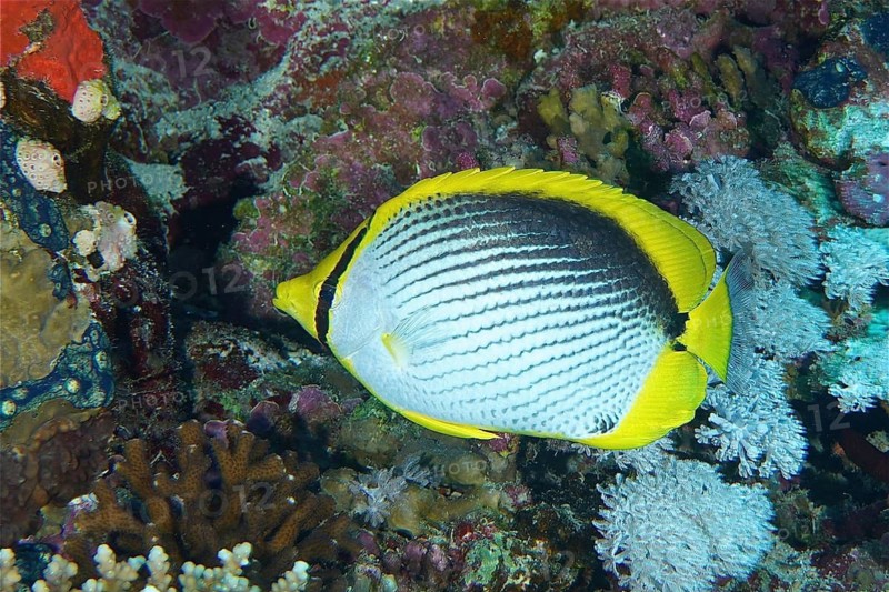 Black-backed butterflyfish (Chaetodon melannotus)