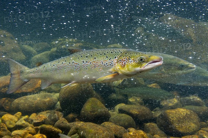 Swimming salmon (Salmo salar) under water, Laerdalsoyri, Norway