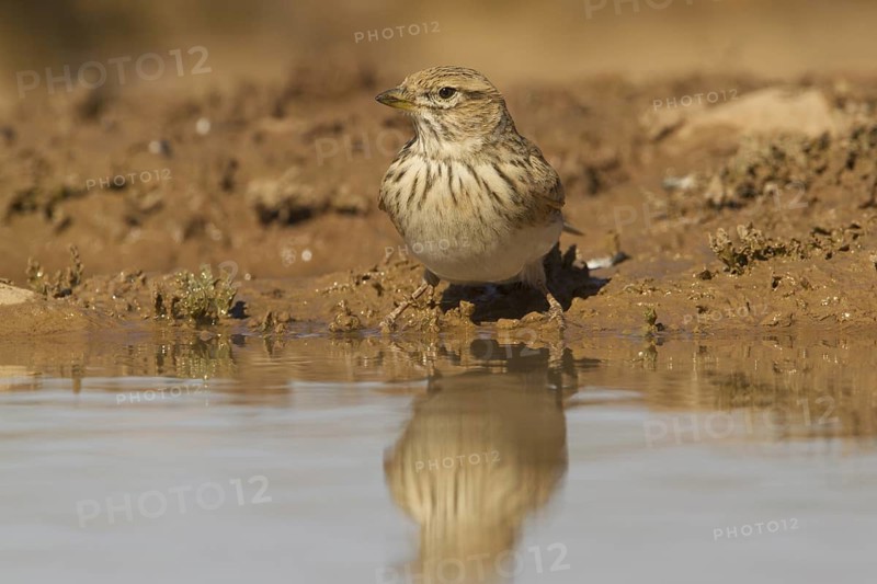 Lesser Short-toed Lark (Alaudala rufescens), Morocco