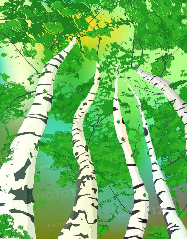 Birch grove in the morning composition, the sun through the trees. Vector art illustration