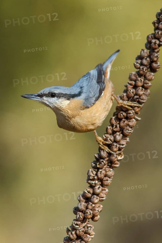 Eurasian Nuthatch (Sitta europaea), perched on a branch, Galicia, Spain