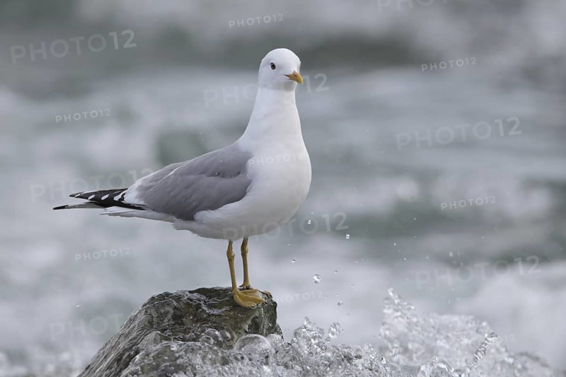 Mew Gull (Larus canus brachyrhynchus), Alaska, USA