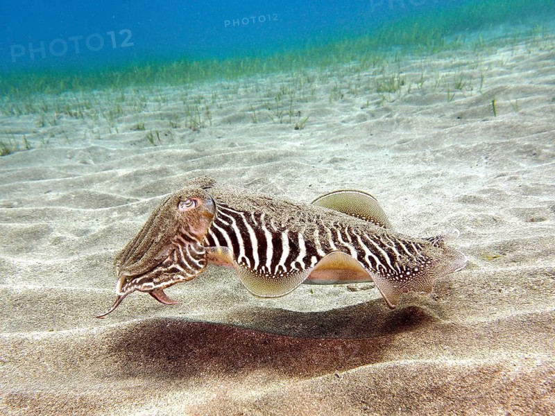 Common cuttlefish (Sepia officinalis)