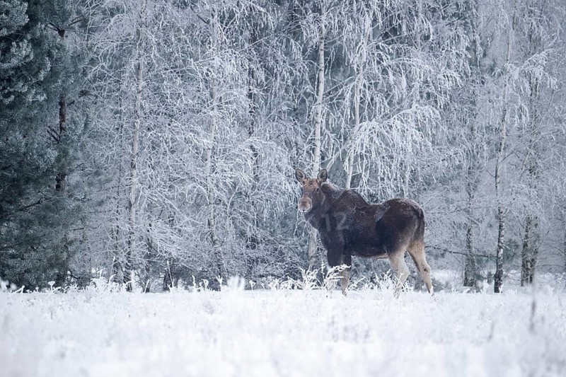 Eurasian elk (Alces alces alces), cow elk in a snow-covered forest clearing, Podlaskie Voivodeship, Poland