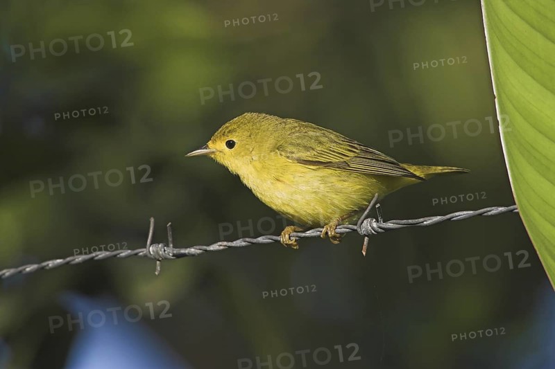 Wilson's Warbler (Cardellina pusilla) female, Costa Rica