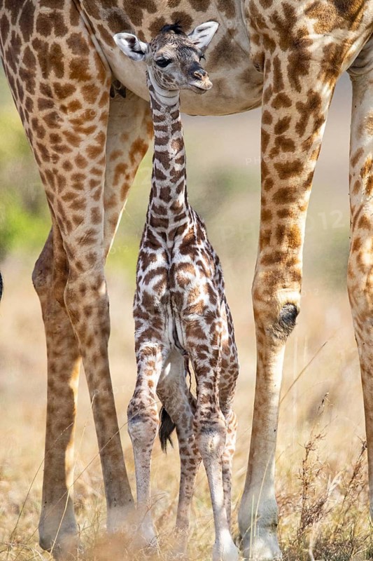 Masai giraffe (Giraffa c. tippelskirchi) Masai Mara Kenya#