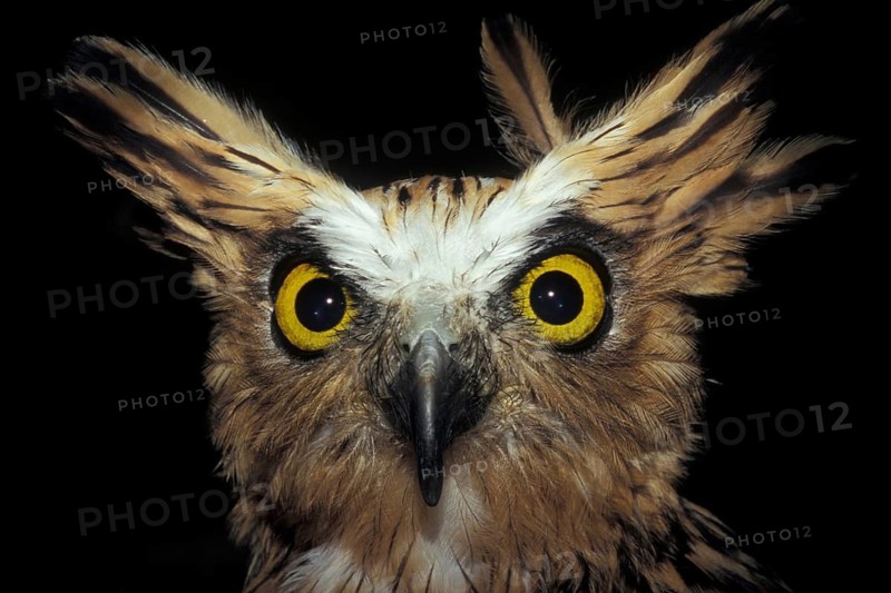 Head of the Malayan fish owl (Ketupa ketupa) with feather cap, ears, curious, captive