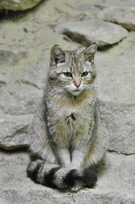 Young Wild cat (Felis silvestris) sitting on rock, Bavarian Forest, Germany