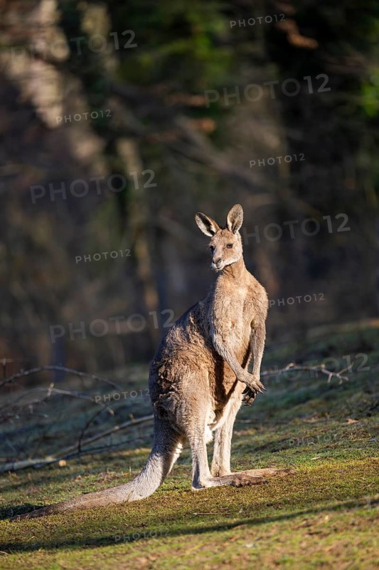 Eastern Gray Kangaroo (Macropus giganteus) on a meadow, captive, occurance Australia, Oceania