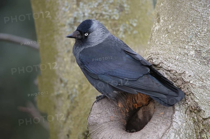 Western Jackdaw (Coloeus monedula), Schleswig-Holstein, Germany