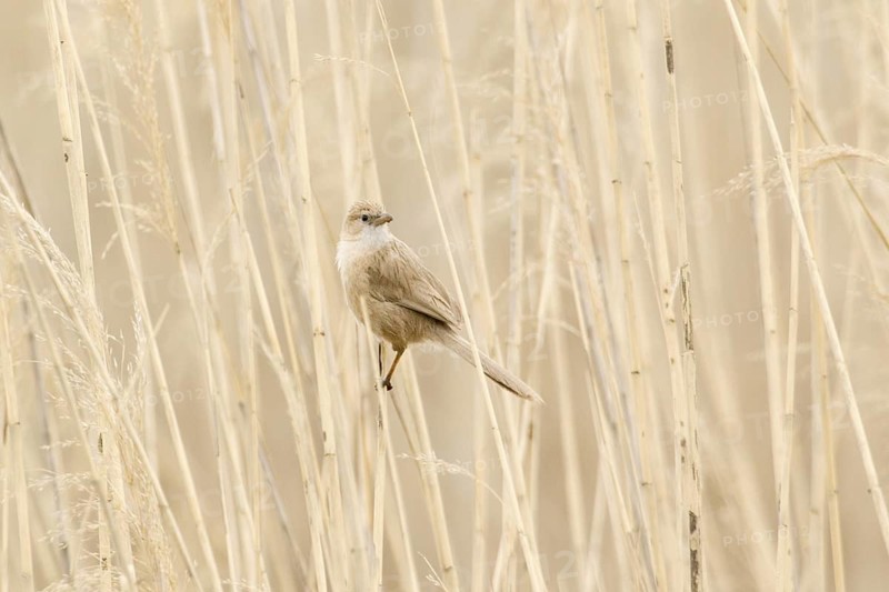 Iraq Babbler (Turdoides altirostris) perched on reed, Turkey