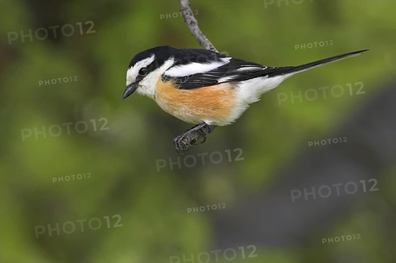 Masked Shrike (Lanius nubicus), Lesvos, Greece