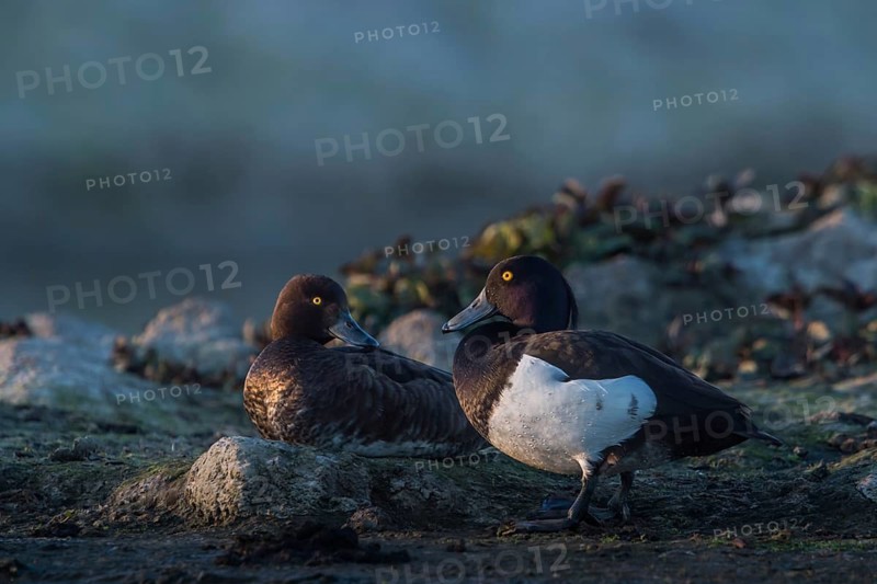 Tufted Duck (Aythya fuligula) pair, Schleswig-Holstein, Germany