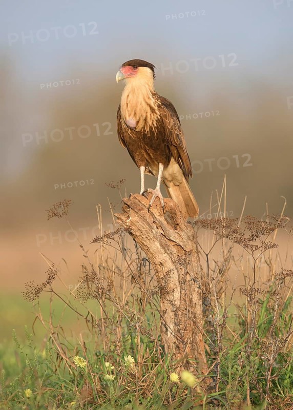 Northern Crested Caracara (Caracara cheriway) juvenile perched on a stump, Texas, USA