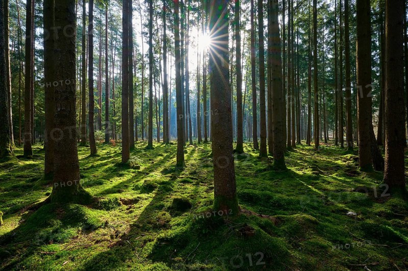 Sun rays penetrate the tall trees and illuminate the mossy forest floor, Mudau, Odenwald, Baden-Württemberg, Germany