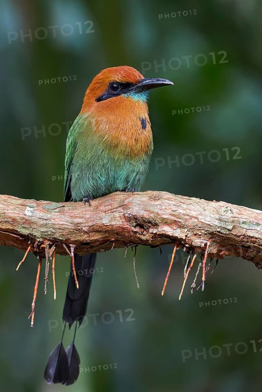 Broad-billed Motmot (Electron platyrhynchum) perched on a branch, Panama