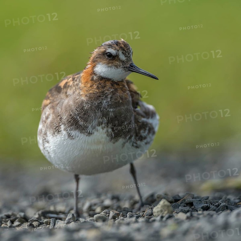 Red-necked Phalarope (Phalaropus lobatus) male, Iceland
