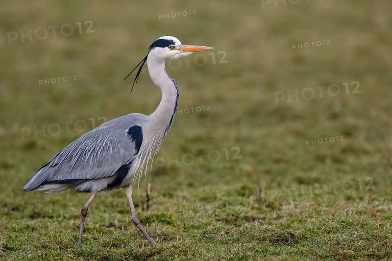 Grey Heron (Ardea cinerea), Netherlands