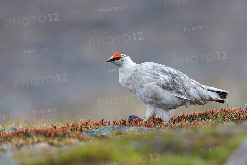 Rock ptarmigan, Svalbard Rock ptarmigan, Ptarmigan, (Lagopus mutus), Lagopus muta hyperbore), male, Longyearbyen, Svalbard / Svalbard, Norway