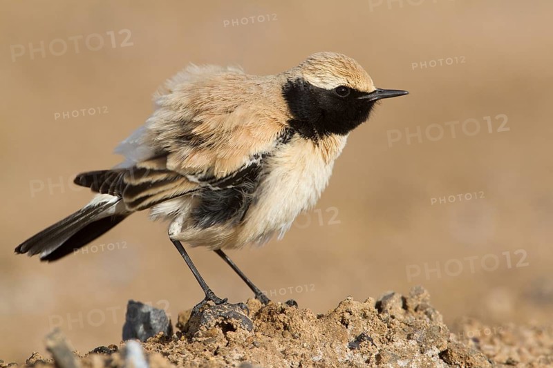 Desert Wheatear (Oenanthe deserti homochroa) male, Morocco