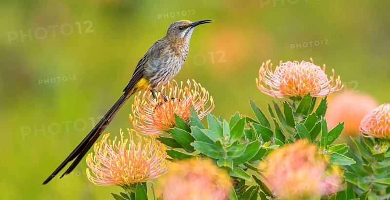 Cape sugarbird (Promerops cafer), Harold Porter National Botanical Gardens, Betty's Bay, Western Cape, South Africa