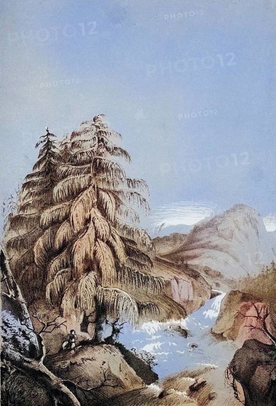 View of a Larix Griffithii in one of its native habitats, Sikkim larch, a coniferous tree of the larch genus, plant and flower, digitally reworked reproduction of an original from the 19th century