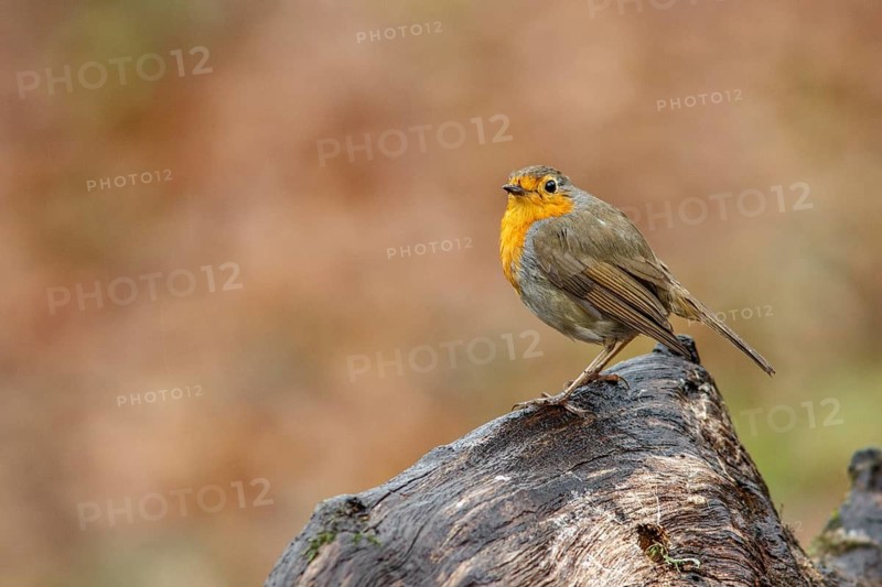 European Robin (erithacus rubecula), perched on a branch, Oviedo, Asturias, Spain