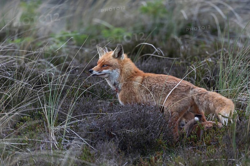 The red fox (Vulpes vulpes) has visibly calmed down and in the next few minutes she only rarely looks in our direction while suckling, rearing young, baby animals, cute, May, Denmark