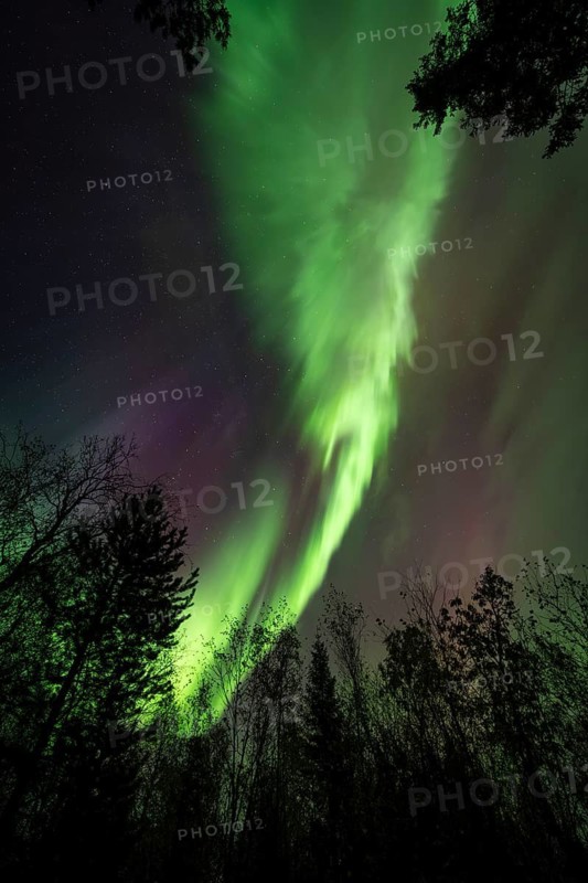 Intense Northern Lights (Aurora borealis) Corona, above trees, Gällivare, Norrbotten, Lapland, Sweden, September 2023