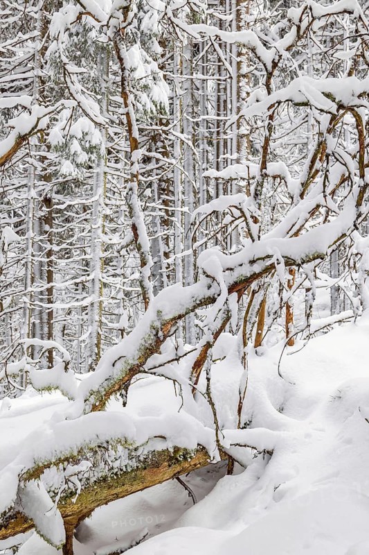 Fallen tree in a snowy coniferous forest cold winter day