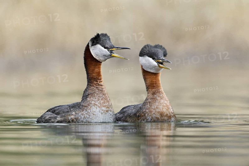 Red-necked Grebe (Podiceps grisegena), British Columbia, Canada