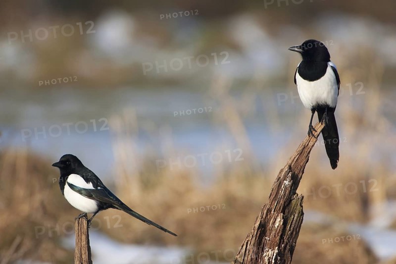 Eurasian Magpie (Pica pica), Mecklenburg-Western Pomerania, Germany